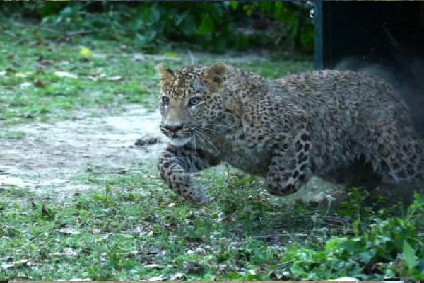 वन विभाग की टीम ने बिछाया जाल