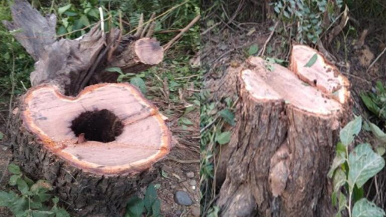 इंदौरा में खैर चोर सक्रिय,सड़क के किनारे लगे पेड़ों पर चली कुल्हाड़ी