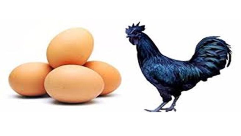 'ठीक से पका चिकेन, अंडे खाने से कोई खतरा नहीं'
