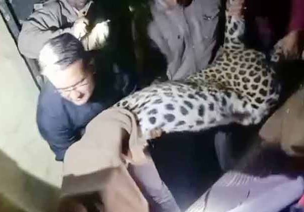 नाहन/ घर में घुसा तेंदुआ, बाल-बाल बचे परिवार के सदस्य