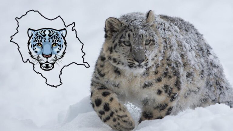 हिमाचल बर्फानी तेंदुए व इसके शिकार बनने वाले जानवरों का मूल्यांकन करने वाला पहला राज्य बन गया है।