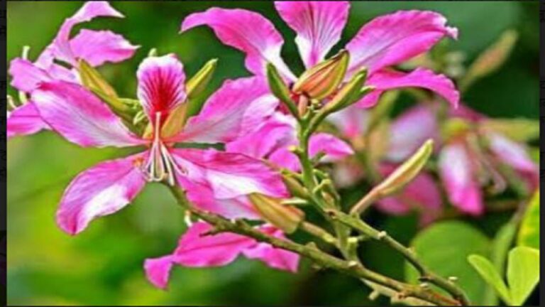 Benefits of Kachnar औषधीय गुणों की खान है कचनार,ब्लड प्रेशर,शूगल,बैड,कोलस्ट्रोल के लिए अचूक रामबाण दवाई