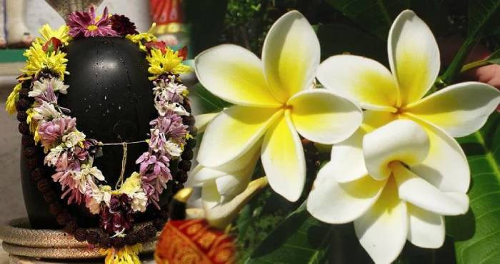 इस फूल को भूल कर भी भगवान शिव को न करे अर्पित, कृपा करने के बजाए हो जाते हैं नाराज