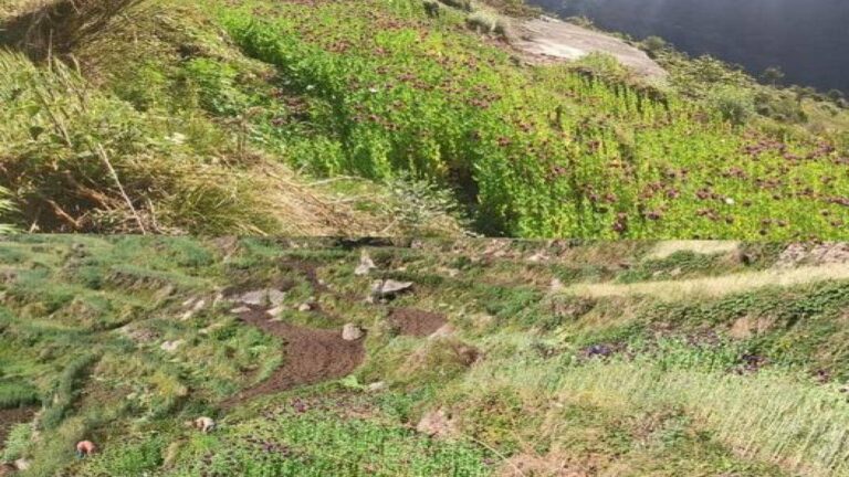 अफीम के साढ़े 3 लाख अफीम के पौधे बरामद 6 मामले हुए दर्ज