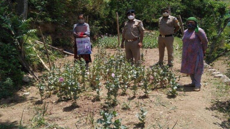 अर्की: अफीम के 1190 पौधे सहित एक व्यक्ति गिरफ्तार