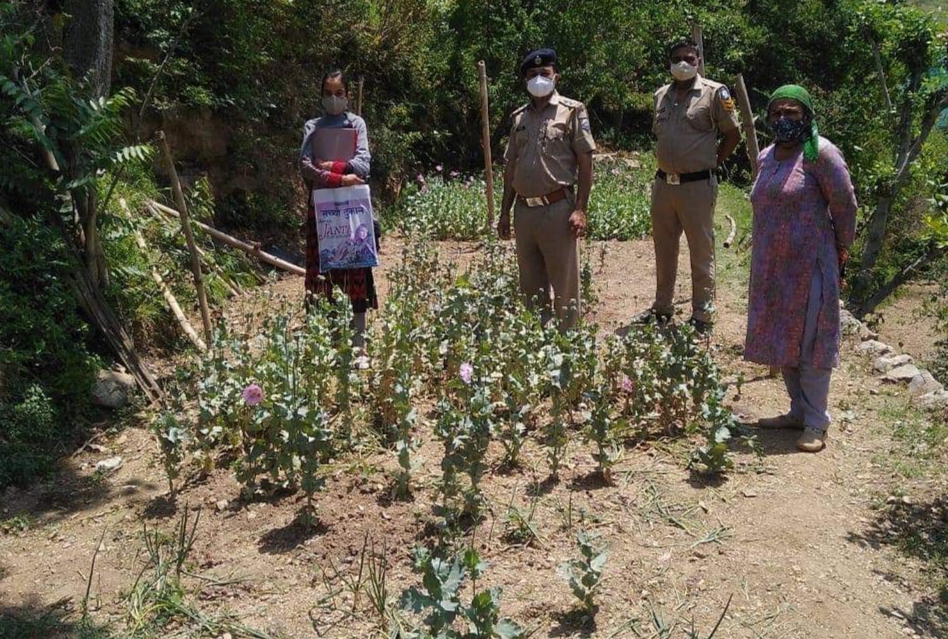 अर्की: अफीम के 1190 पौधे सहित एक व्यक्ति गिरफ्तार