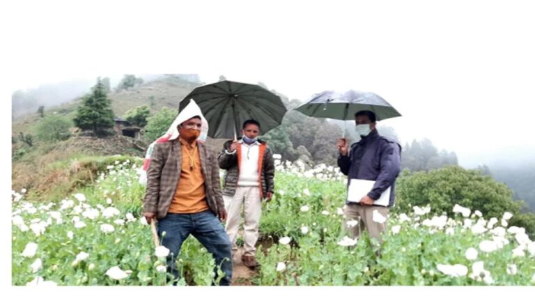 मंडी में पुलिस की बड़ी कार्रवाई , 68 बीघा जमीन पर अफ़िम के 15 लाख पौधे बरामद