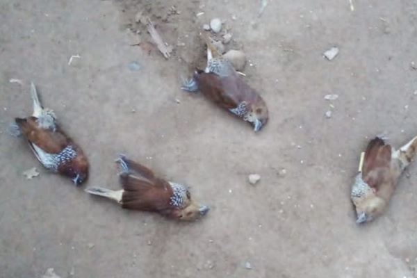 dead-birds-case-at-nalagarh-in-solan