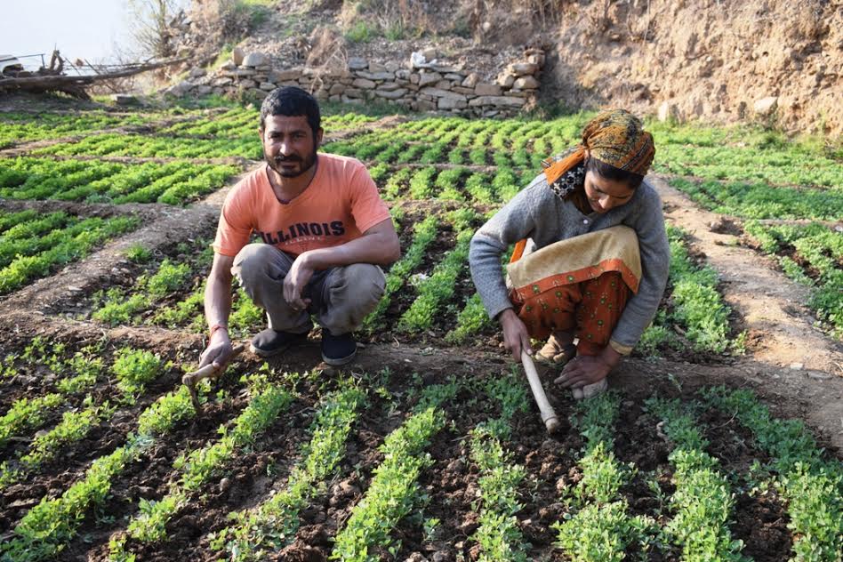 जयराम के परिवार के लिए आशा की किरण लाई सौर सिंचाई योजना