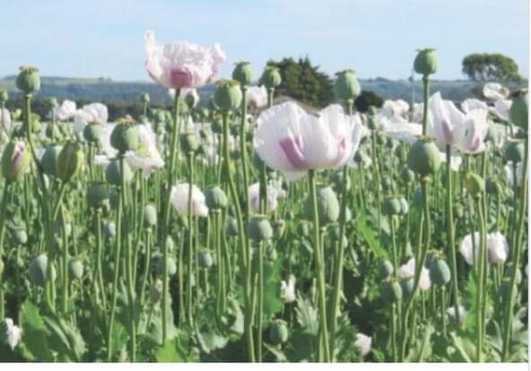 प्रजासत्ता। मंडी पुलिस को नशे का काला कारोबार रोकने में बड़ी सफलता हाथ लगी है । जानकारी के मुताबिक मंडी पुलिस को गुप्त सूचना मिली थी । जब पुलिस ने गुप्त सूचना के आधार पर छापेमारी की तो उनको मंडी के पधर के जुकैंन में पुलिस ने 50 हजार पौधे अफीम के बरामद किए है मामले की पुष्टि करते हुए एसपी मंडी शालिनी अग्निहोत्री ने बताया कि थाना पधऱ के अन्तर्गत जुकैंन में 3 बीघा भूमि पर अफीम के 50,000 अफीम के पौधे उगे हुए पाये गये । जिस संबंध में अभियोग संख्या 67/21 दिनाँक 01.06.2021 अधीन धारा 18 एन.डी.पी.एस.अधिनियम के अन्तर्गत पुलिस थाना पधर में मामला दर्ज कर आगामी कर्रवाई की जा रही है।