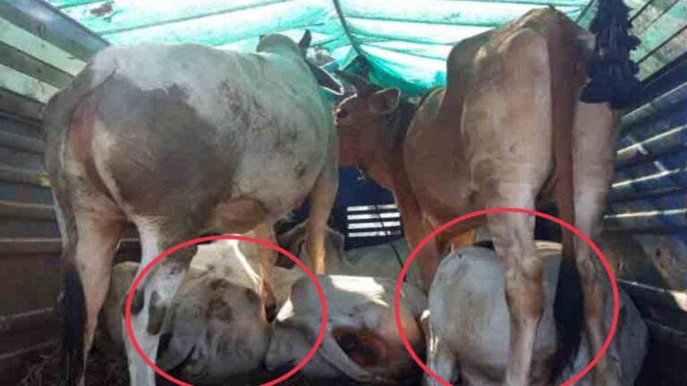 पावटा साहिब पुलिस ने पशुओं से भटी पिकअप पकड़ी , तीन के खिलाफ मामला दर्ज