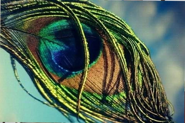 #मोरपंख नकारात्मक ऊर्जा करें दूर...