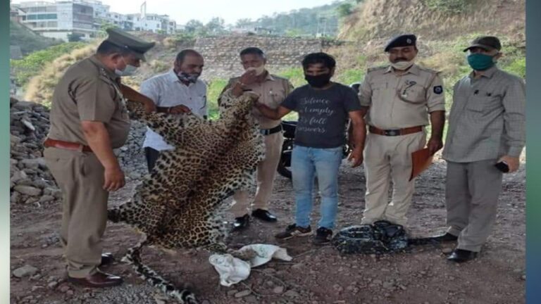 तेंदुए की खाल सहित युवक को परवाणू पुलिस ने किया गिरफ्तार