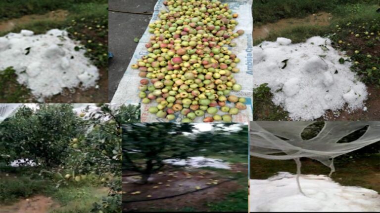 मौसम के मिजाज बदलते ही बागवानों पर आई आफत,ओले गिरने से सेब व अन्य फलदार फ़सलें बर्बाद