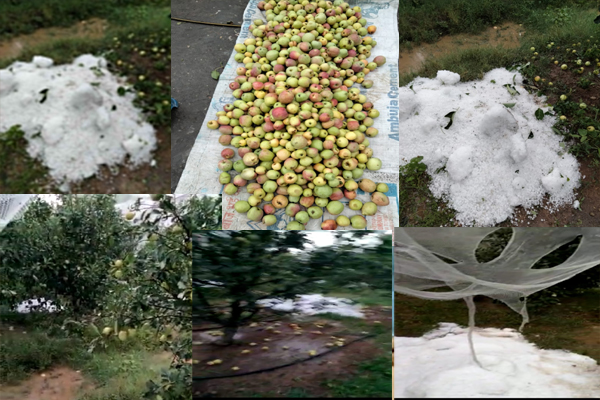 मौसम के मिजाज बदलते ही बागवानों पर आई आफत,ओले गिरने से सेब व अन्य फलदार फ़सलें बर्बाद