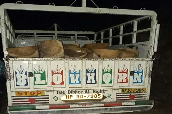 वन विभाग की टीम ने आधी रात को देवदार की लकड़ी की तस्‍करी करते गाड़ी समेत दबोचे दो लोग