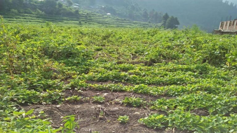 अपनी पहचान खोता जा रहा है बरोट–चौहार घाटी तथा छोटा भंगाल का आलू