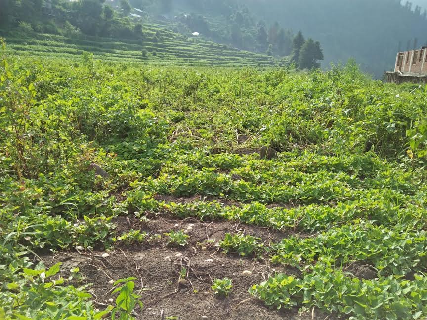 अपनी पहचान खोता जा रहा है बरोट–चौहार घाटी तथा छोटा भंगाल का आलू