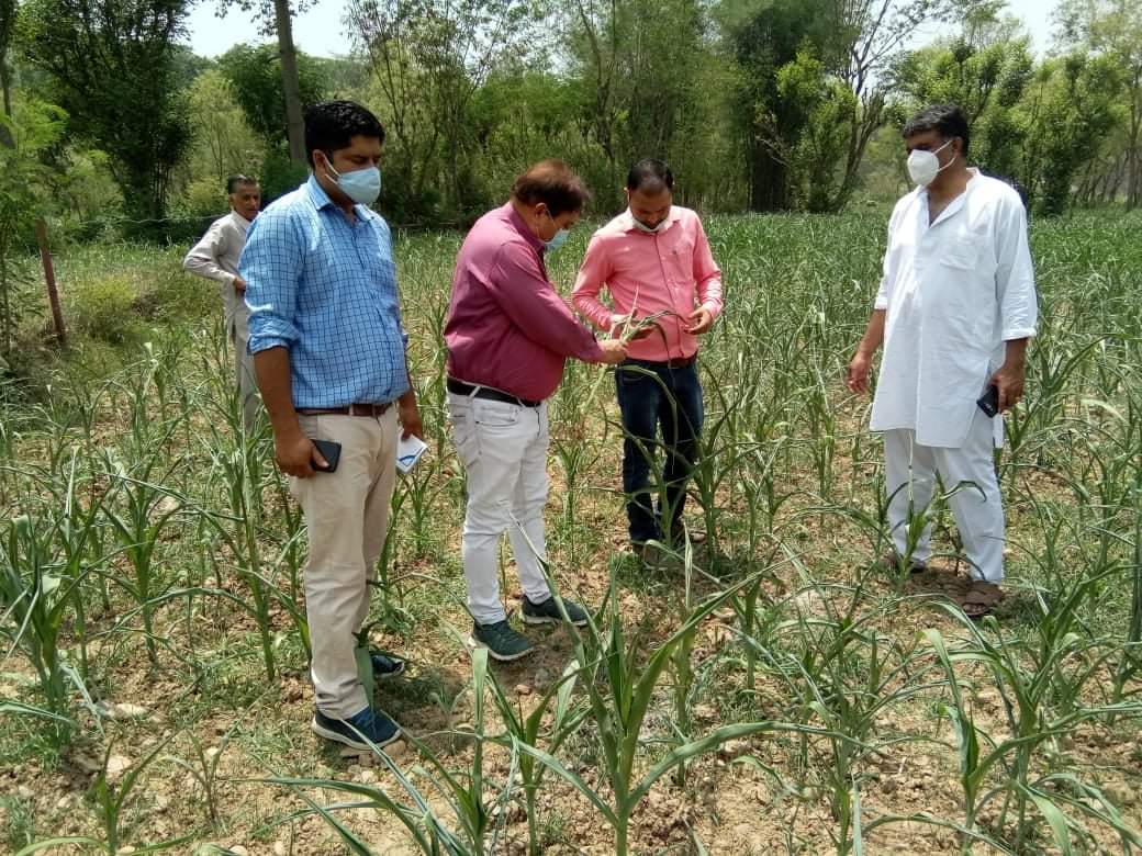 फॉल आर्मी वर्म के प्रकोप का जायजा लेने स्वयं मक्की के खेतों में पहुंचे कृषि विभाग के उपनिदेशक डॉ. पीसी सैणी और अन्य अधिकारी।