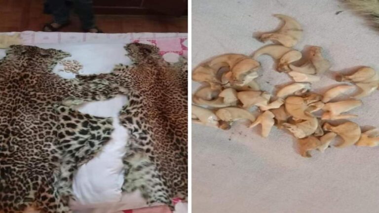 सरकाघाट के निजी होटल में की छापेमारी, तेंदुए की दो खालें व 14 नाखून सहित 10 दांत बरामद