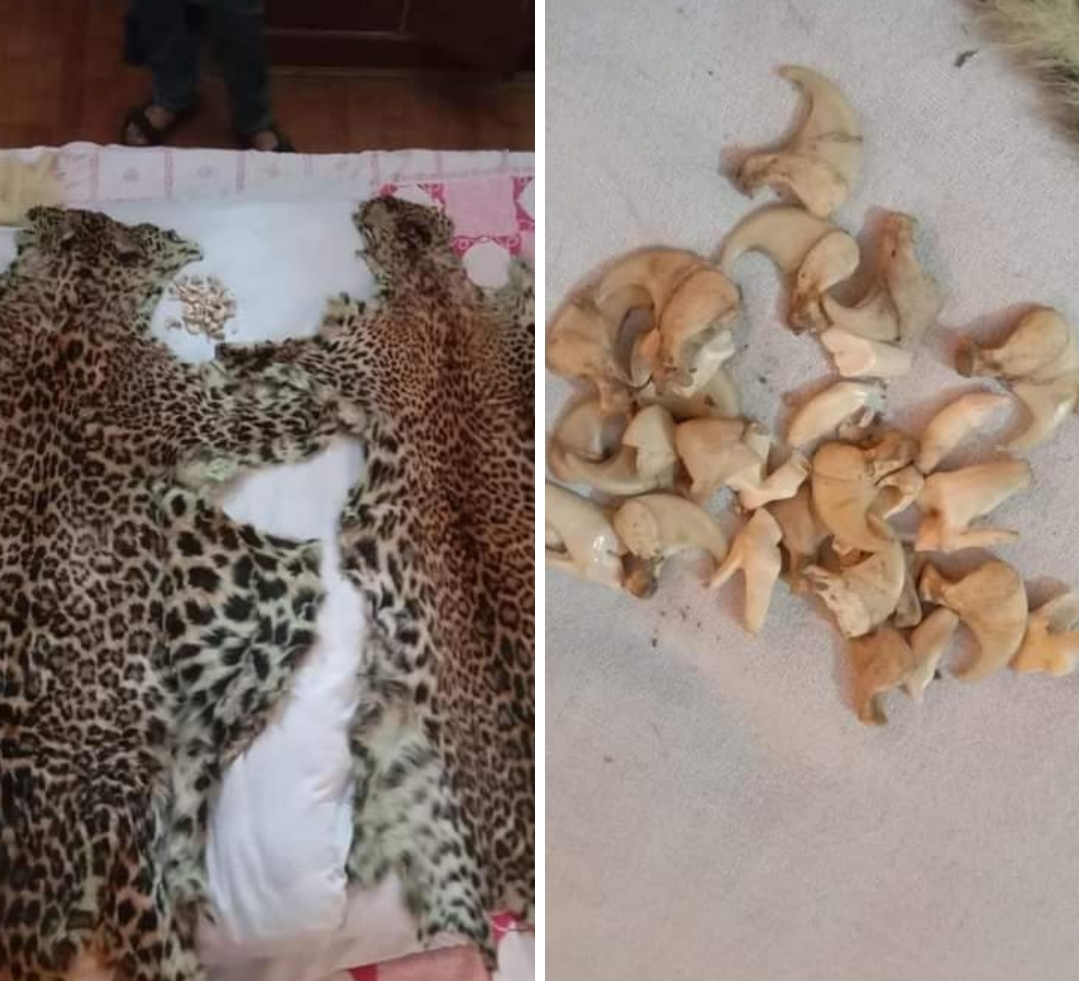 सरकाघाट के निजी होटल में की छापेमारी, तेंदुए की दो खालें व 14 नाखून सहित 10 दांत बरामद