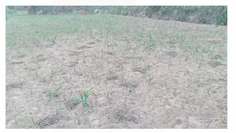 मौसम की मार गर्मी के कारण बदहाल हुआ जनजीवन, मक्की व धान की फसल पर पड़ा प्रभाव