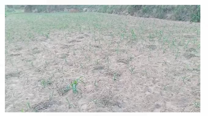 मौसम की मार गर्मी के कारण बदहाल हुआ जनजीवन, मक्की व धान की फसल पर पड़ा प्रभाव