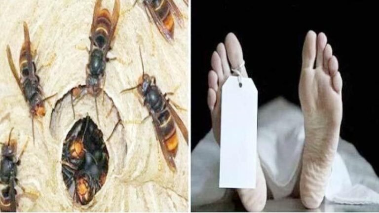 चंबा में रंगड़ों के हमले से बचने को भागी मां-बेटी की ढांक में गिरने से मौत