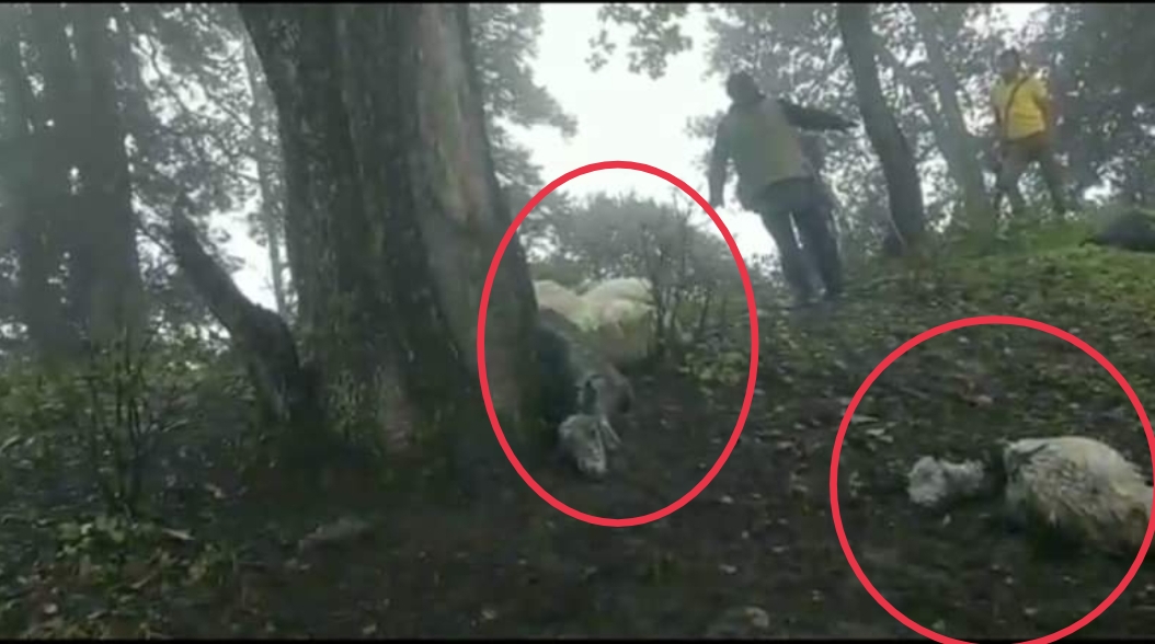 सलूणी: आसमानी बिजली का कहर, तीन भेड़पालकों की डेढ़ दर्जन भेड़-बकरियों की मौत