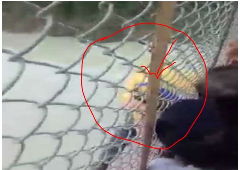 युवक ने आत्महत्या के लिए कंदरौर पुल से लगाई छलांग, स्थानीय लोगों की सुझबुझ से बची जान