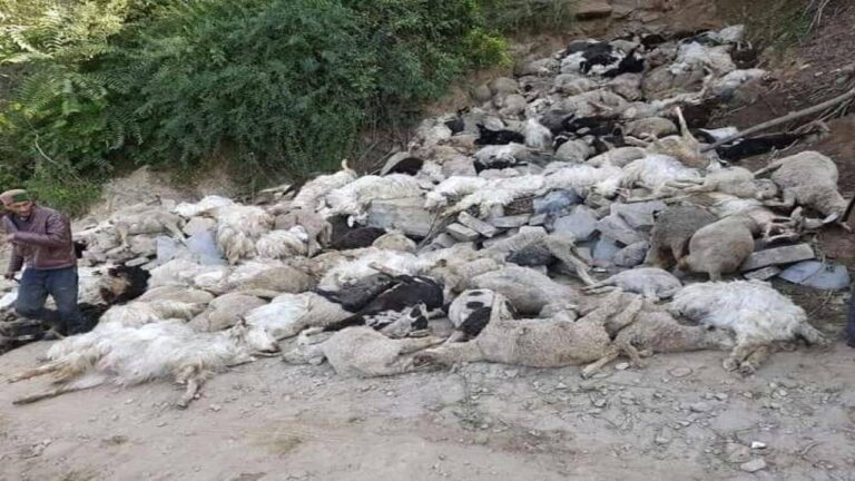 जुब्बल के भरोट गांव में नाले में गिरने से 250 भेड़-बकरियों की मौत