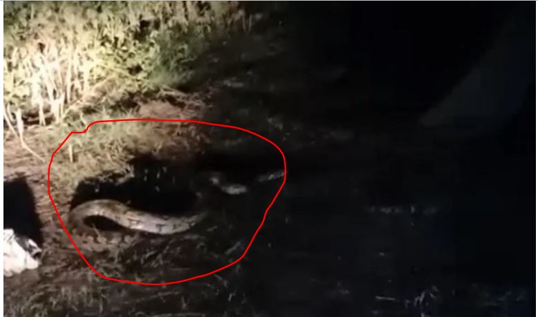 ज्वालामुखी: विशालकाय अजगर घर में घुसा , लोगों में दहशत