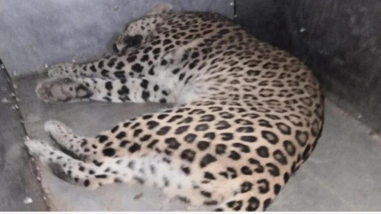 Screenshot 2021 11 18 23 31 48 74 A23b203fd3aafc6dcb84e438dda678b6