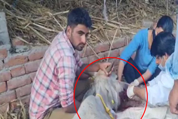 बिलासपुर : घास चरने गई गाय के मुंह में फटा विस्फोटक पदार्थ, गंभीर रूप से घायल