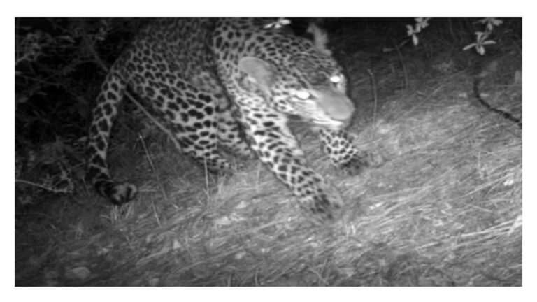 शिमला : आदमखोर तेंदुए की पहचान करने और उसे पकड़ें में अब तक नाकाम वन विभाग, वन्यजीव विभाग