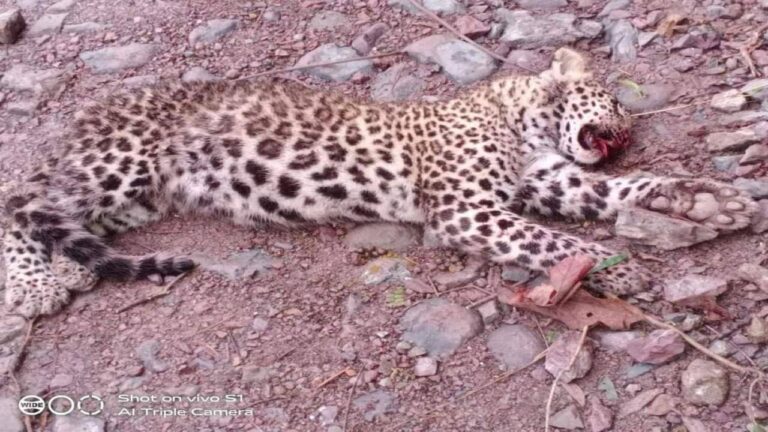 रेणुकाजी में तेंदुए के शावक का शव बरामद, कुत्तों द्वारा हमले से मौत का अंदेशा