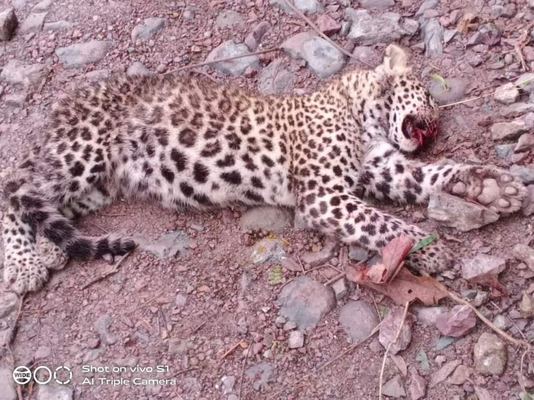 रेणुकाजी में तेंदुए के शावक का शव बरामद, कुत्तों द्वारा हमले से मौत का अंदेशा