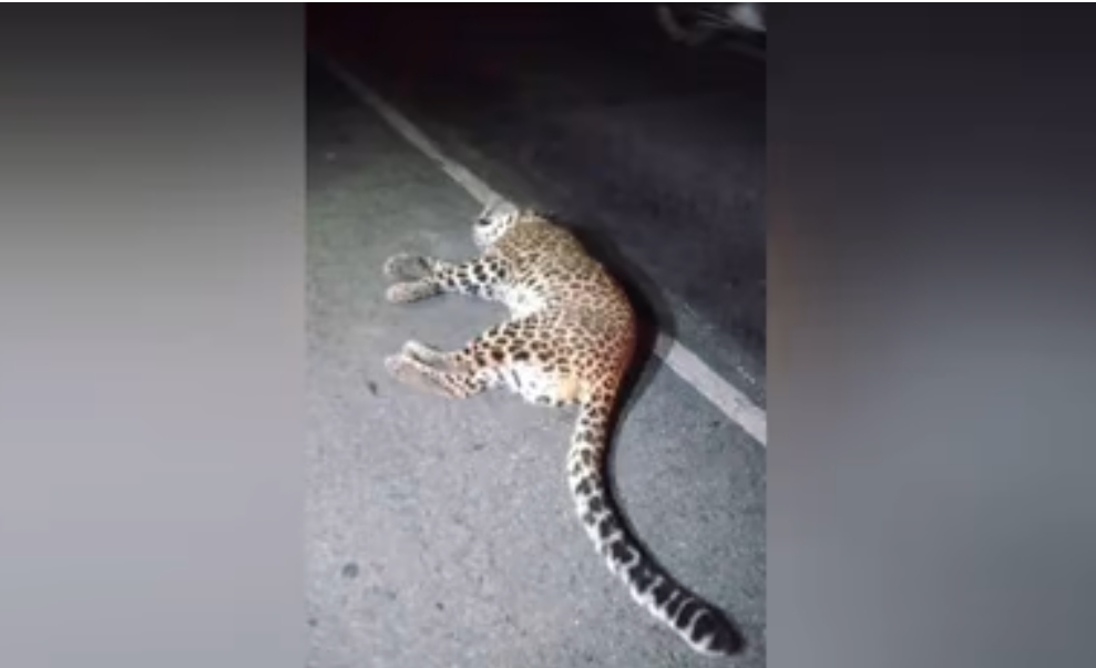 ट्रक की टक्कर से तेंदुए की मौत, चालक मौके से फरार