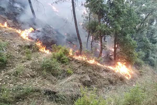 शिमला के जंगलों में आग का तांडव, करोड़ों की वन संपदा और सैकड़ों वन्य जीव जलकर राख