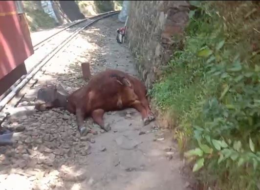 सोलन: गाय को टक्कर मारने के बाद पटरी से उतरी कालका शिमला ट्रेन