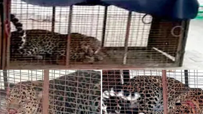 कुत्ते को शिकार बनाने के लिए घर में घुसा तेंदुआ, पिंजरे में हुआ कैद.. दहशत के माहौल में लोगों ने ली राहत की सांस