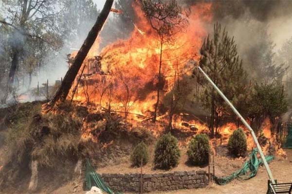 कसौली के जंगलों में फिर भड़की आग, करोड़ों का नुकसान
