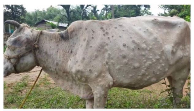 लम्पी चमड़ी रोग