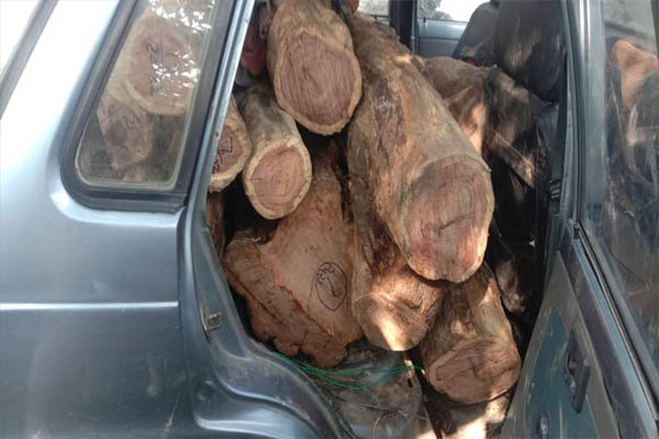ऊना में वन माफियाओं के हौसले बुलंद: 800 कार में खैर की तस्‍करी, वन विभाग ने एक दबोचा