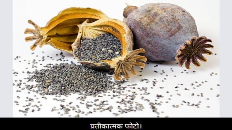 शिलाई में SIU ने दुकान में पकड़ा 5 किलो चूरा पोस्त