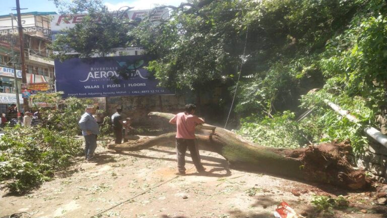 सोलन: ऑटो रिक्शा स्टैंड पर टूट कर गिरा पेड़, बालबाल बचे लोग