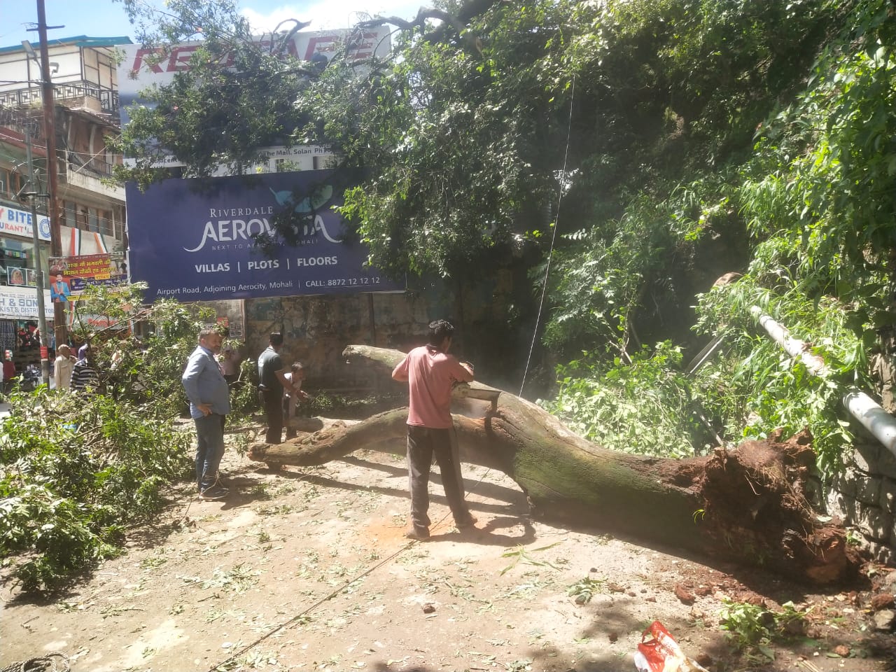 सोलन: ऑटो रिक्शा स्टैंड पर टूट कर गिरा पेड़, बालबाल बचे लोग