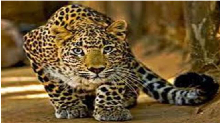 Shimla News: स्कूटी पर घर जा रहे पुलिस जवान व उसकी बहन पर तेंदुए ने किया हमला