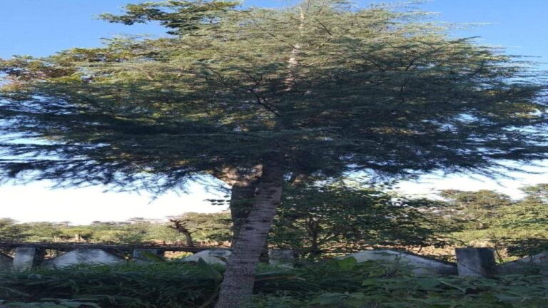 बिलासपुर: गर्म इलाकों में कामयाब हो पाएगा देवदार, घुमारवीं में नज़र आया देवदार का पौधा