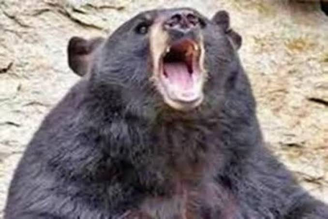 मंडी में आदमखोर भालू ने जंगल में मवेशियों को चारा लेने गई महिला को मार डाला